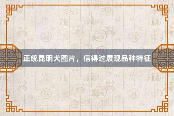 正统昆明犬图片，信得过展现品种特征